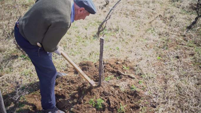 老人在果园里挖土老年生活男人种植打理植物