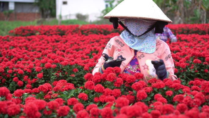越南东塔省萨达克两名越南园丁修剪红花花园的4k镜头场景俯视图，传统与文化概念