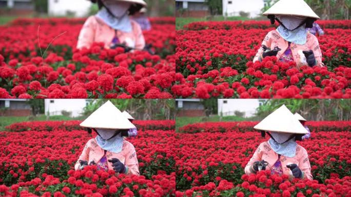 越南东塔省萨达克两名越南园丁修剪红花花园的4k镜头场景俯视图，传统与文化概念