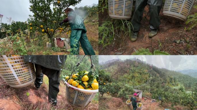 雨中赣南脐橙果农采摘鲜果