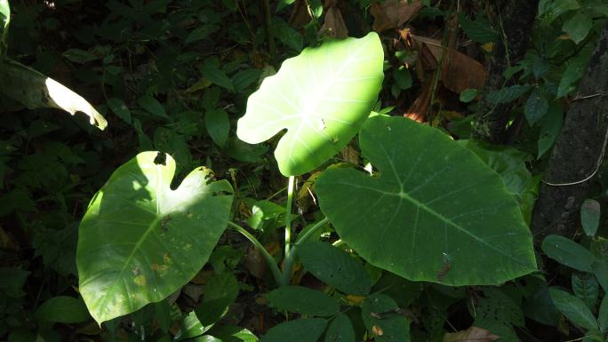 大象耳叶，有阳光的Colocasia esculenta