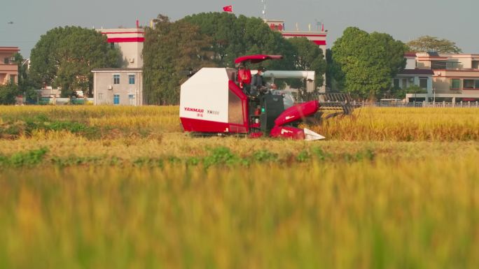 稻田丰收的季节收割机农业进步机械化耕作