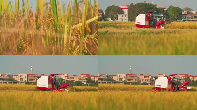 稻田丰收的季节收割机农业进步机械化耕作