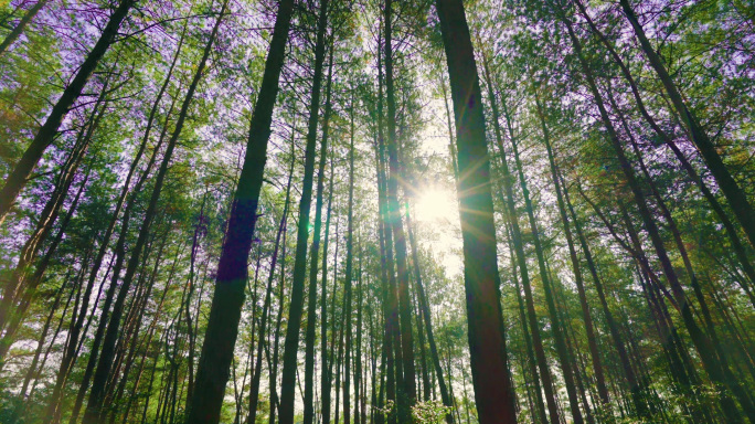 4k阳光树林清新大自然逆光树林阳光透过树
