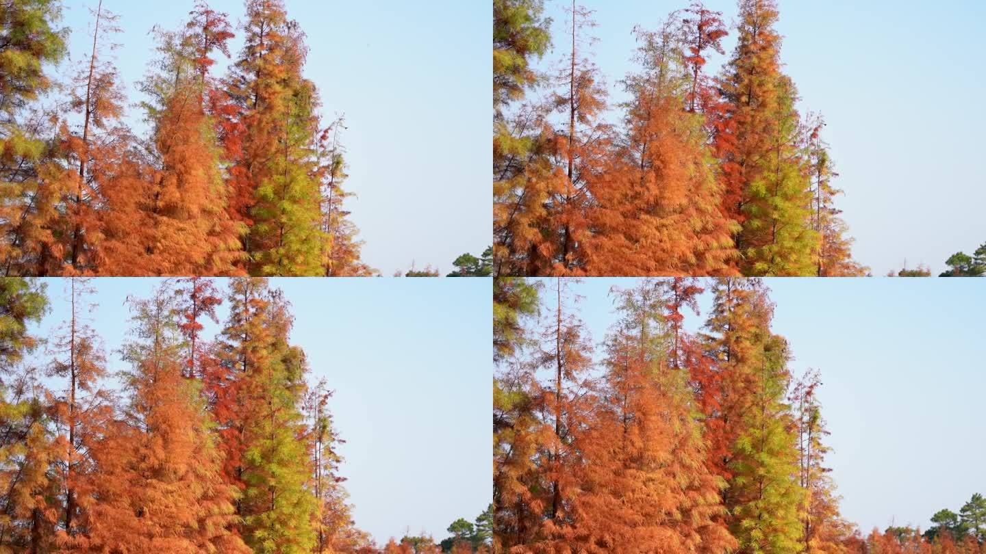 秋天唯美红枫叶随风摇摆升格自然风景空镜头