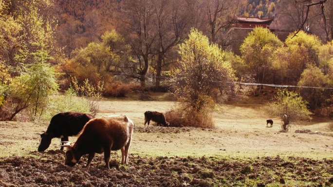 秋天高原山林牲口牛羊在田地悠闲吃草