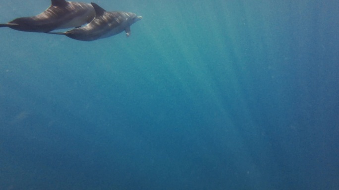成群结队的海豚在海里欢呼雀跃