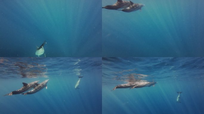 成群结队的海豚在海里欢呼雀跃