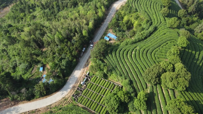 福建山区茶叶茶田航拍C4