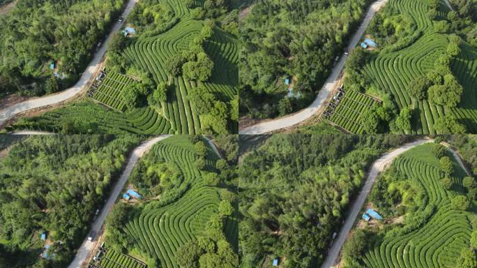 福建山区茶叶茶田航拍C4