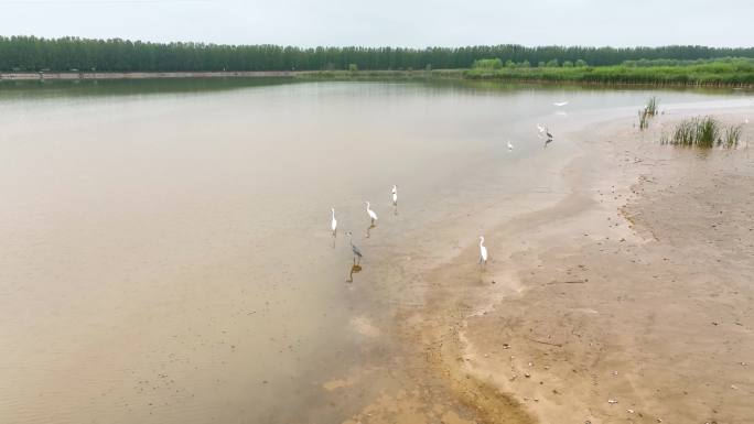 济南玉清湖沉沙池的白鹭、苍鹭和野鸭