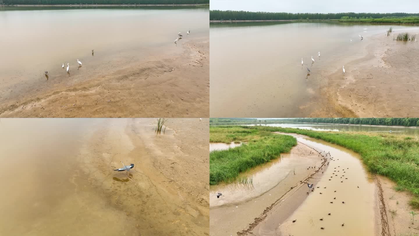 济南玉清湖沉沙池的白鹭、苍鹭和野鸭