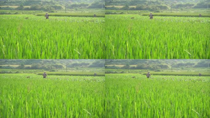 处于生长期的水稻