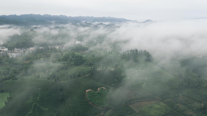 云雾茶山