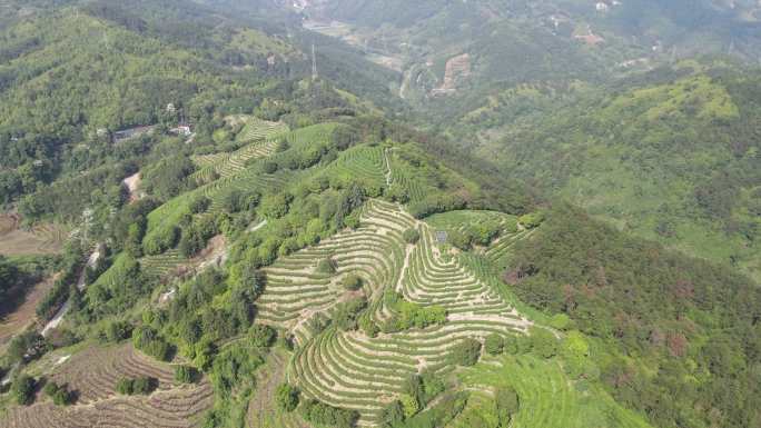 福建山区茶叶茶田航拍C25