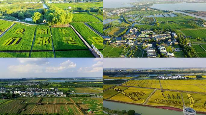 4k江南水乡乡村振兴彩绘水稻航拍合集