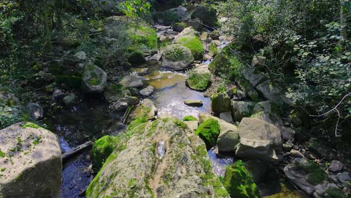 森林空镜头绿色森林流水