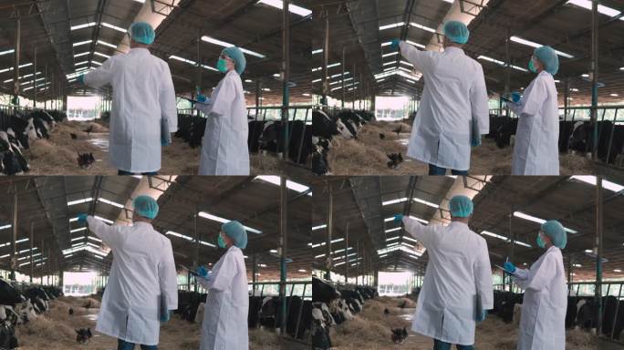 兽医在奶牛场的牛棚里散步，在平板电脑上做笔记