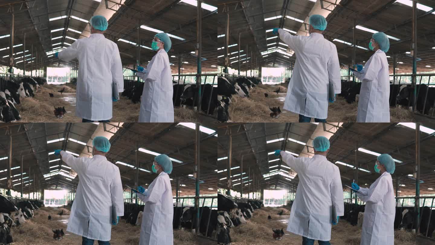 兽医在奶牛场的牛棚里散步，在平板电脑上做笔记
