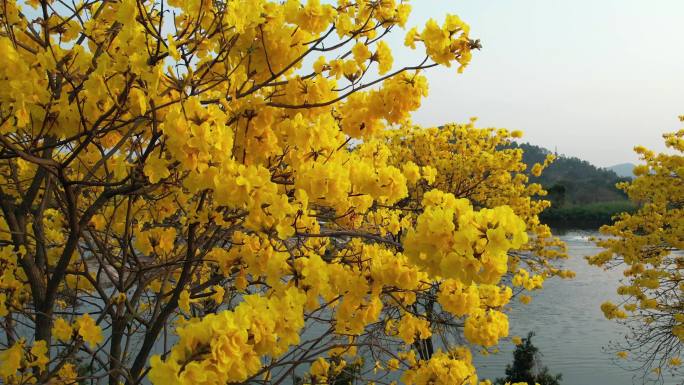 黄花风铃开花