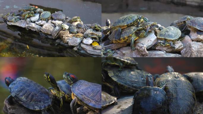 水池中晒太阳的乌龟