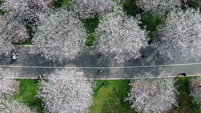 上海辰山植物园樱花航拍4K