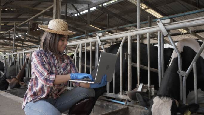 奶牛场的亚洲农民。