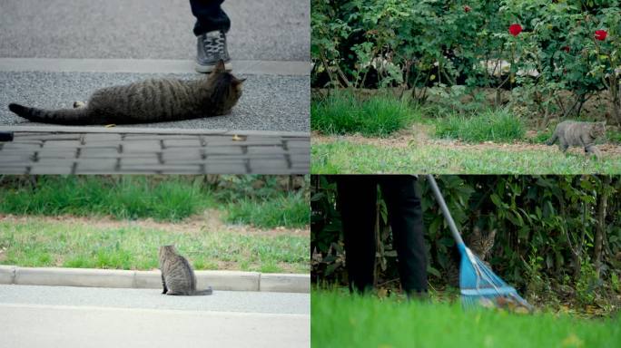 原创生态摄影动物猫咪实拍视频