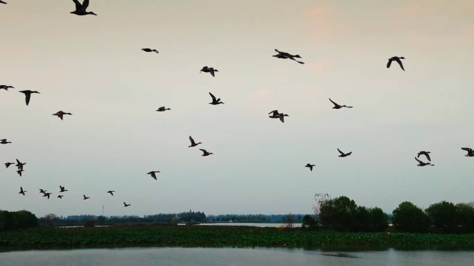 4K从水面起飞的群鸟