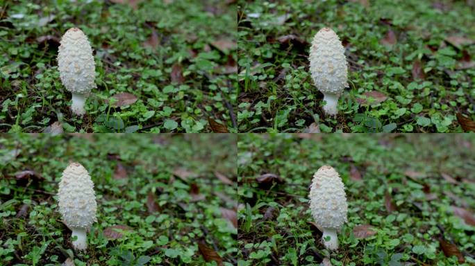 野生真菌美食：毛头鬼伞