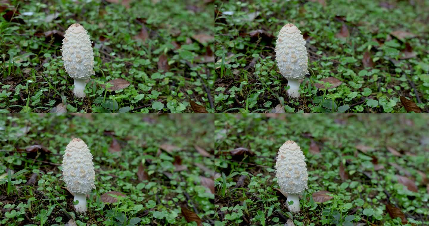 野生真菌美食：毛头鬼伞