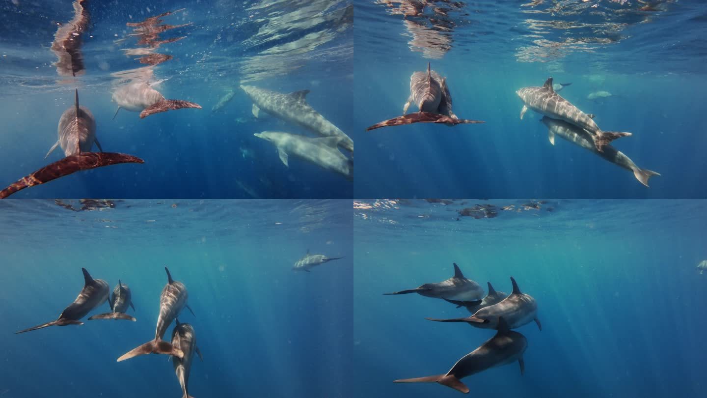 一群欢乐的海豚游向海面