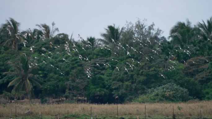 湿地鹬鸟群飞慢镜头