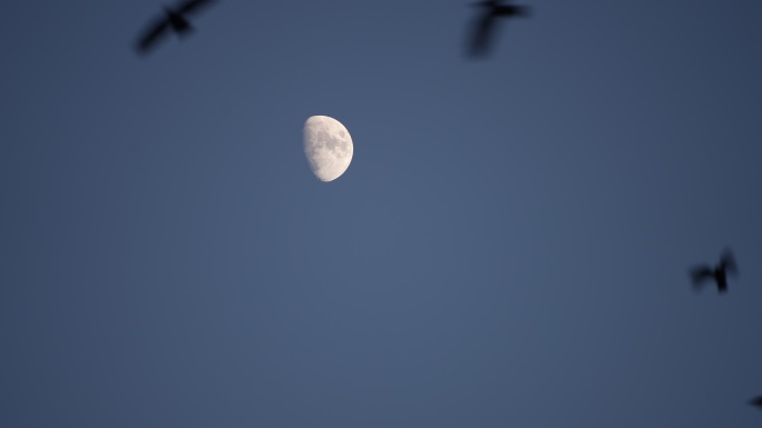 4k乌鸦飞过月亮情绪意境
