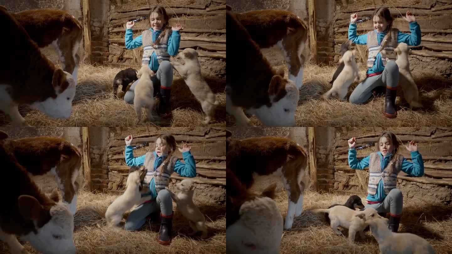 美丽的女孩在农场马厩的干草床上拍打小牛和小狗