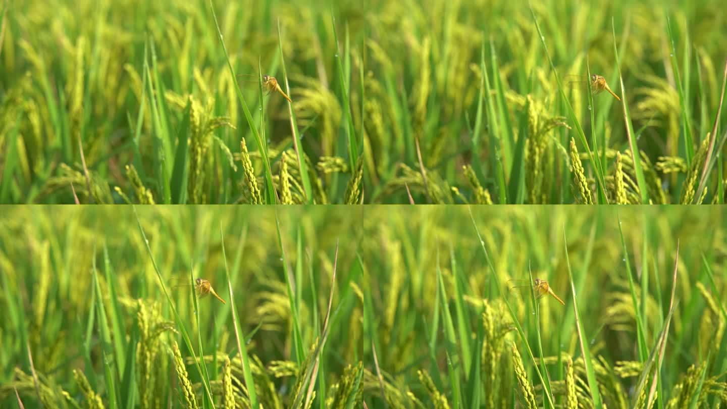 生长期嫩绿的稻谷