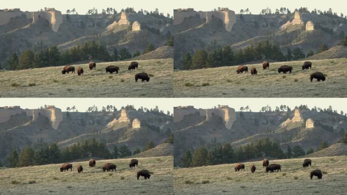 野牛吃草夏延巴特斯堡罗宾逊州立公园内布拉斯加州