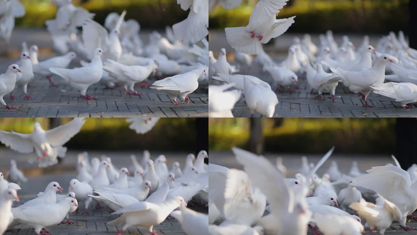广场白色鸽子飞舞白鸽