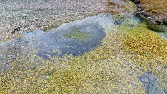 稻城亚丁洛绒牛场贡嘎河河流秋色