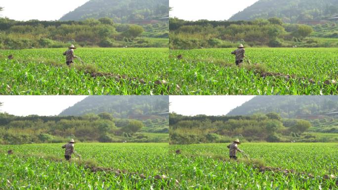 农民田间农活除草、耕地