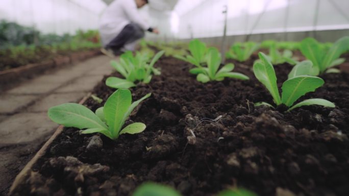 土壤研究大棚种植业绿色实拍