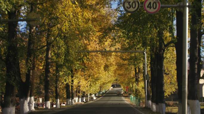 新都桥美丽风景金黄树林间道路
