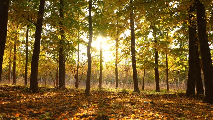秋天 落叶 森林 阳光树木