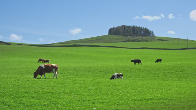 一小群肉牛在茂盛的草地上吃草