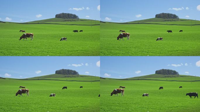 一小群肉牛在茂盛的草地上吃草