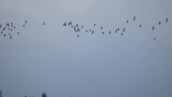 鸟群飞行慢镜头