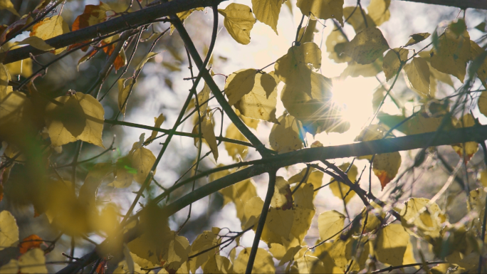 春夏秋冬四季植物近景特写合集