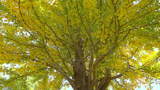 秋意盎然落叶树叶黄了秋天银杏林走廊长廊