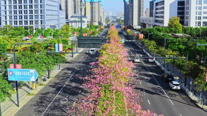 南宁庆歌路紫荆花