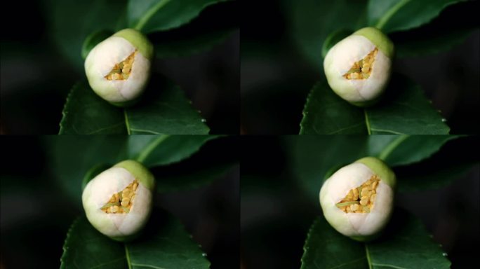 茶树茶叶开花延时摄影微距 花蕊